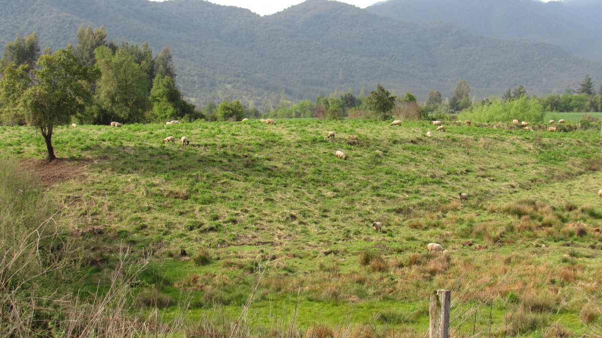 foto Parcela de 29.5 Hectáreas. 37