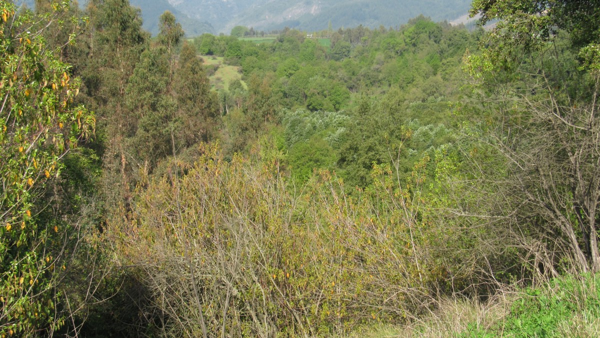 foto Parcela de 29.5 Hectáreas. 22