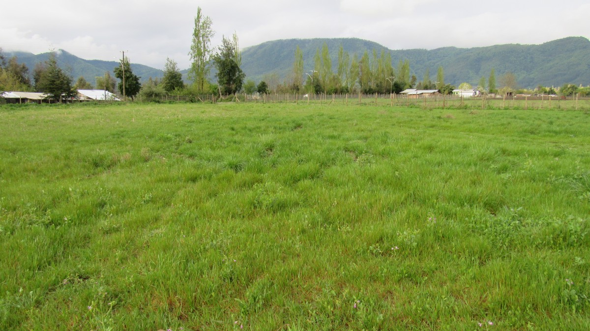 foto Terreno 5.000 M2 con cabaña. 11