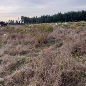 Terreno 1.10 hectáreas.