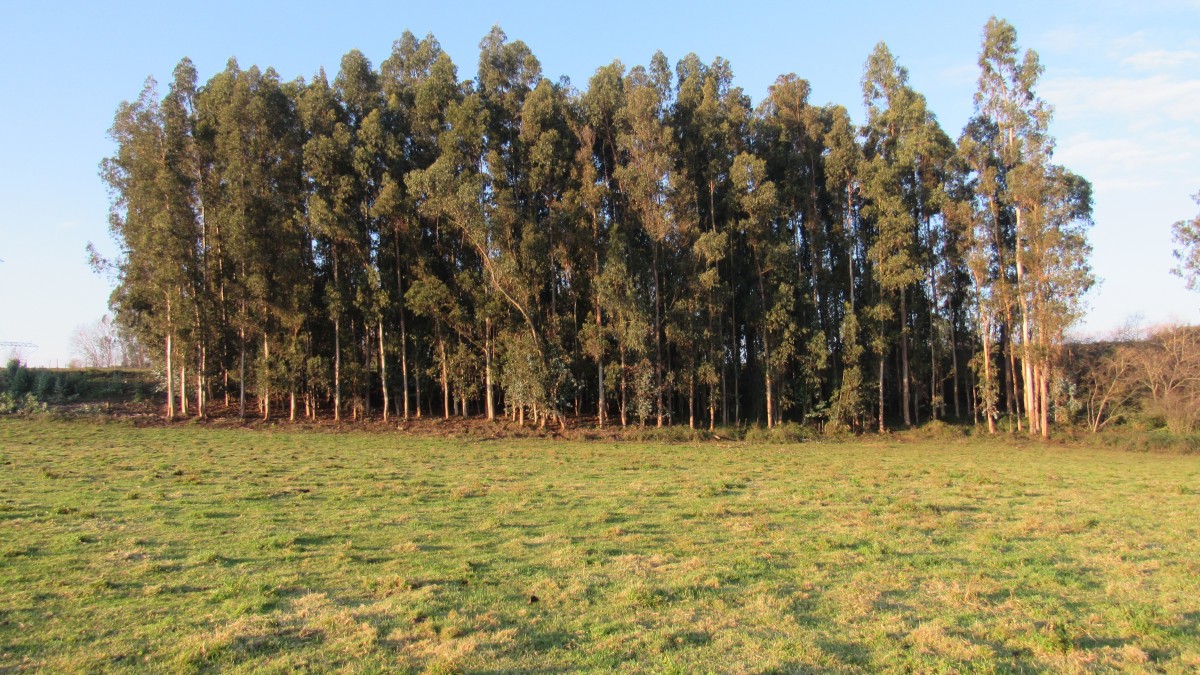 foto Parcela 23.90 Has. 26