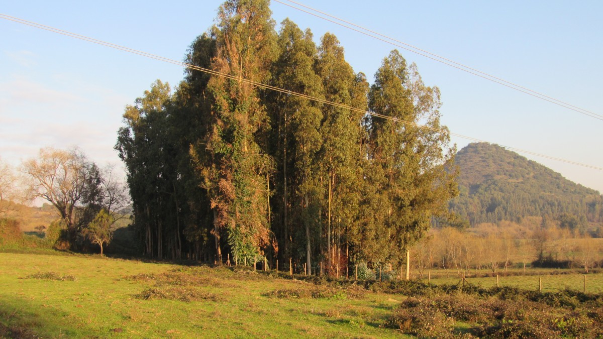 foto Parcela 23.90 Has. 24