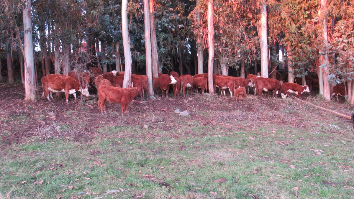foto Parcela 23.90 Has. 38
