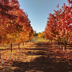 Terreno 7.000 M2