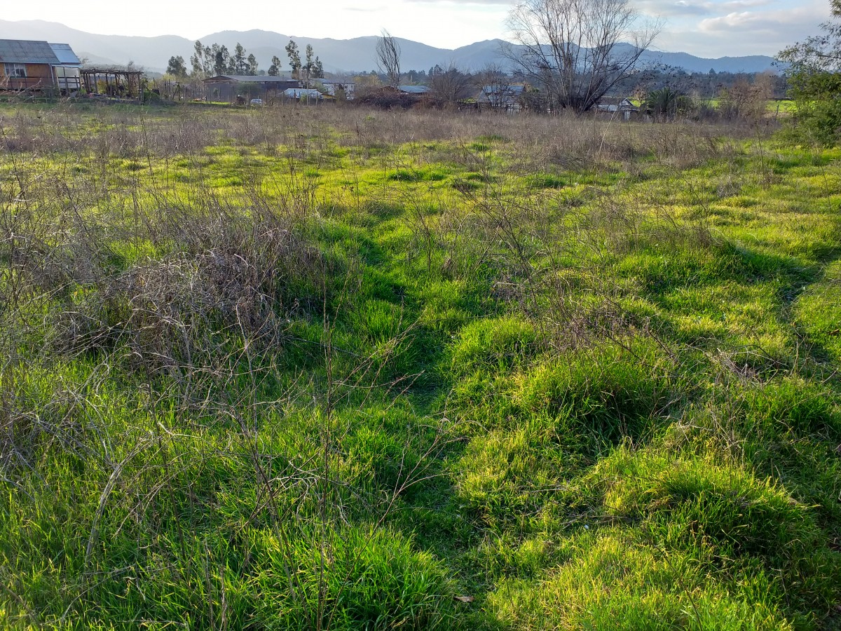 foto Terreno 3.900 M2. 5