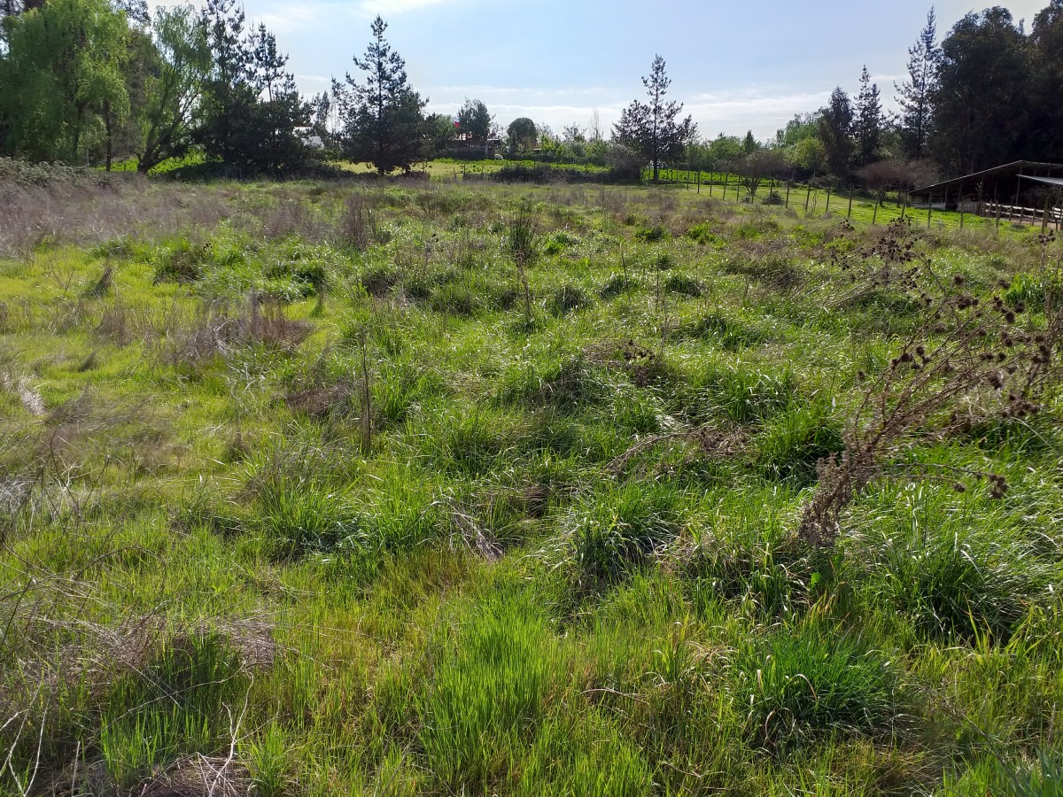 foto Terreno 5.000 M2. 5