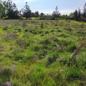 Terreno 5.000 M2.