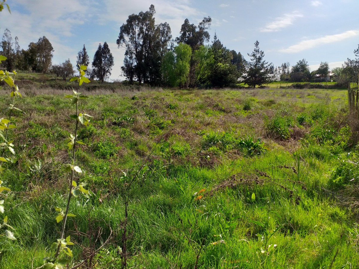 foto Terreno 5.000 M2. 6