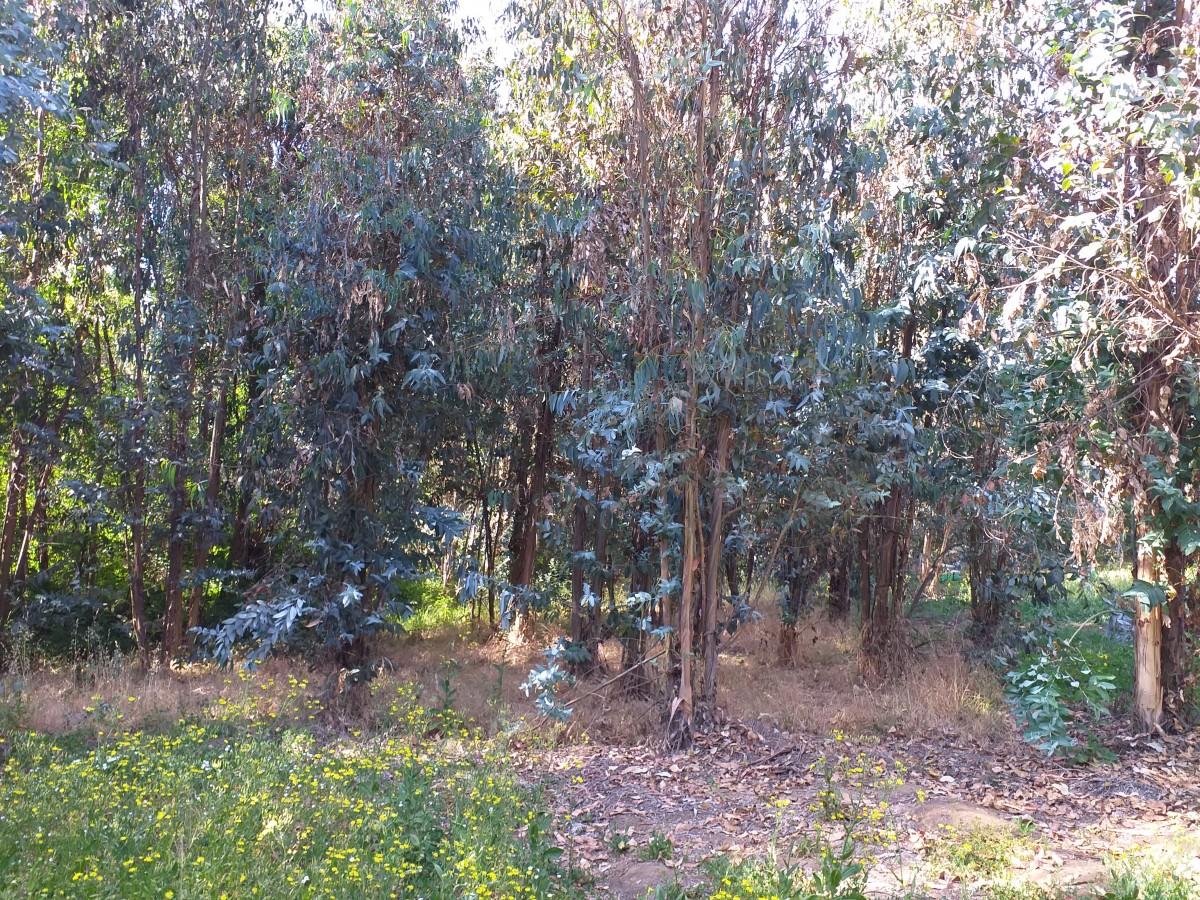 foto Terreno de 10.000 M2 9