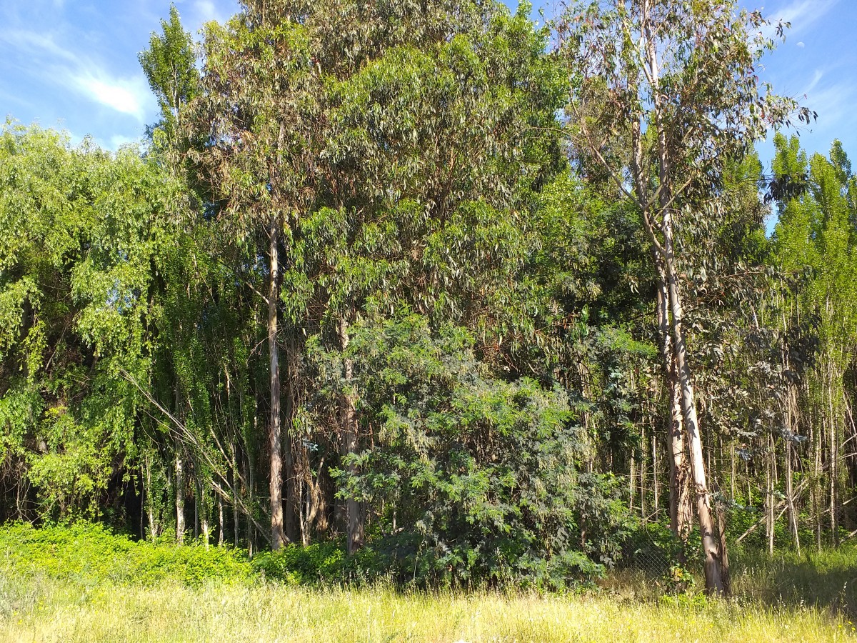 foto Terreno de 10.000 M2 8