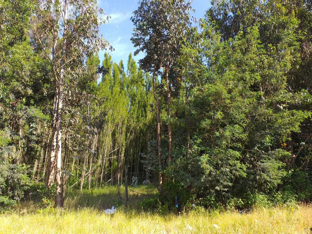 foto Terreno de 10.000 M2 6