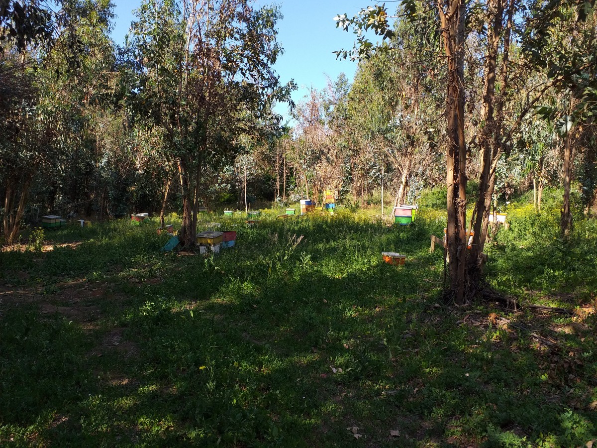 foto Terreno de 10.000 M2 10