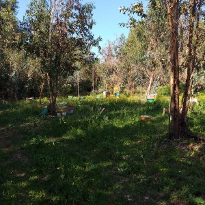 Terreno de 10.000 M2