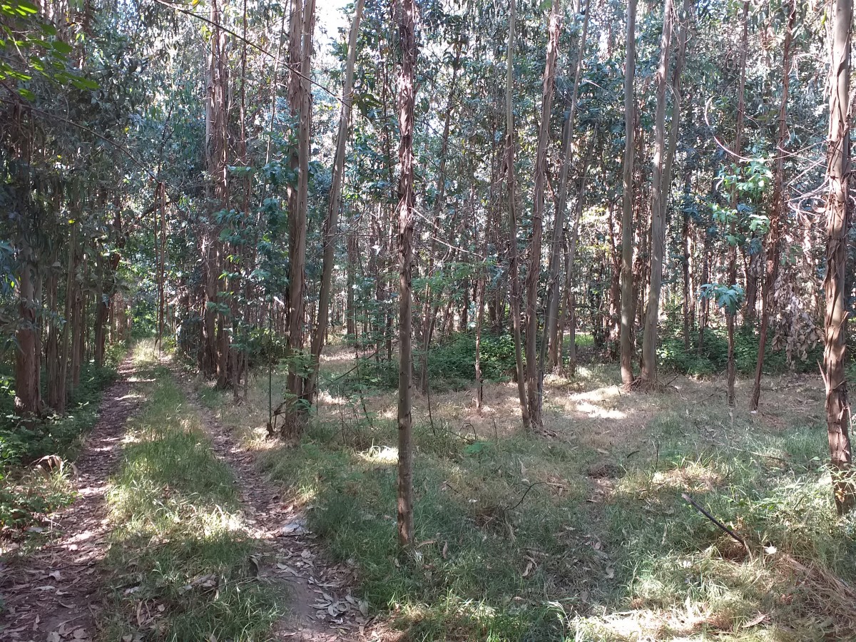 foto Terreno de 10.000 M2 3
