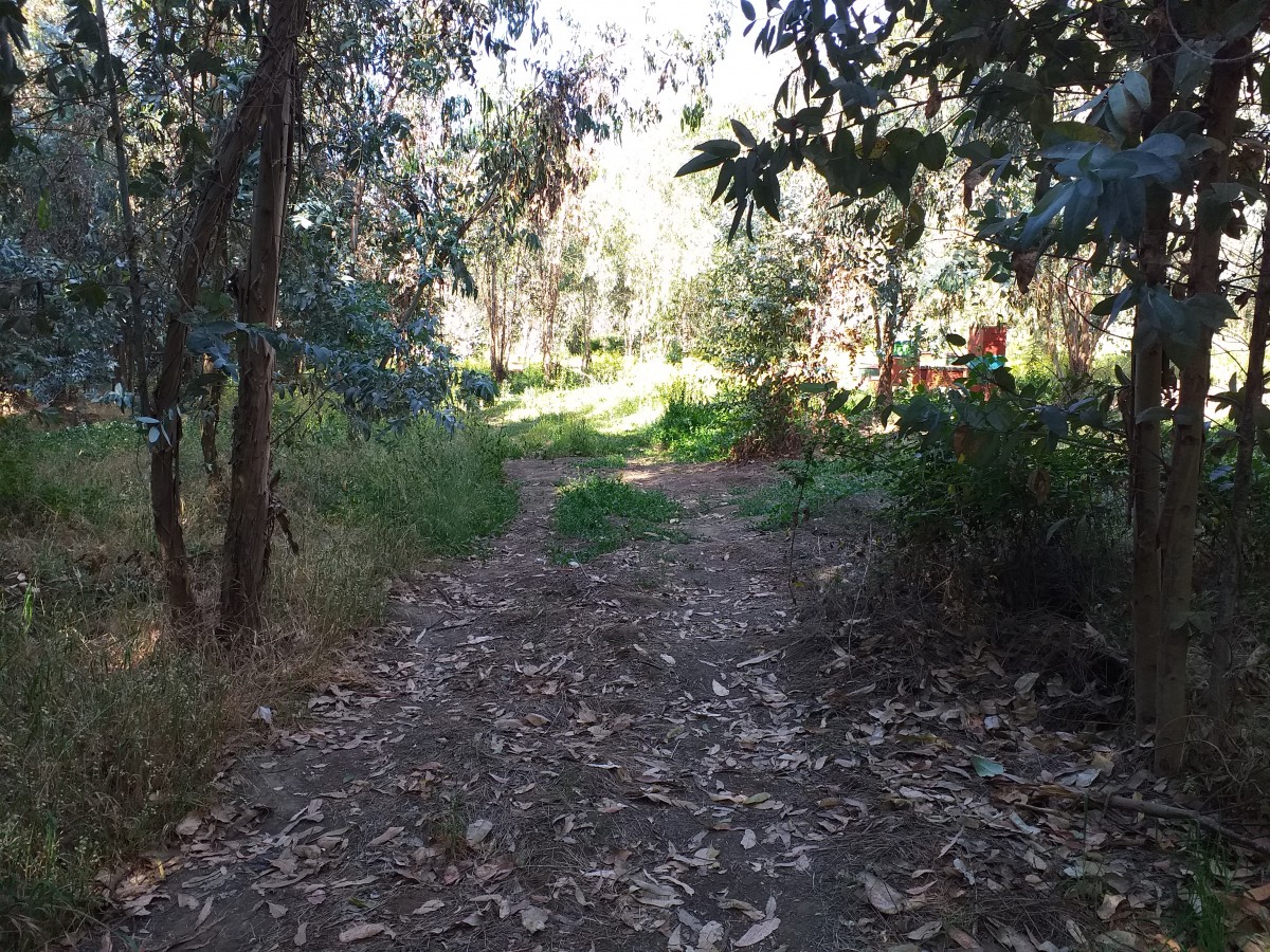 foto Terreno de 10.000 M2 5