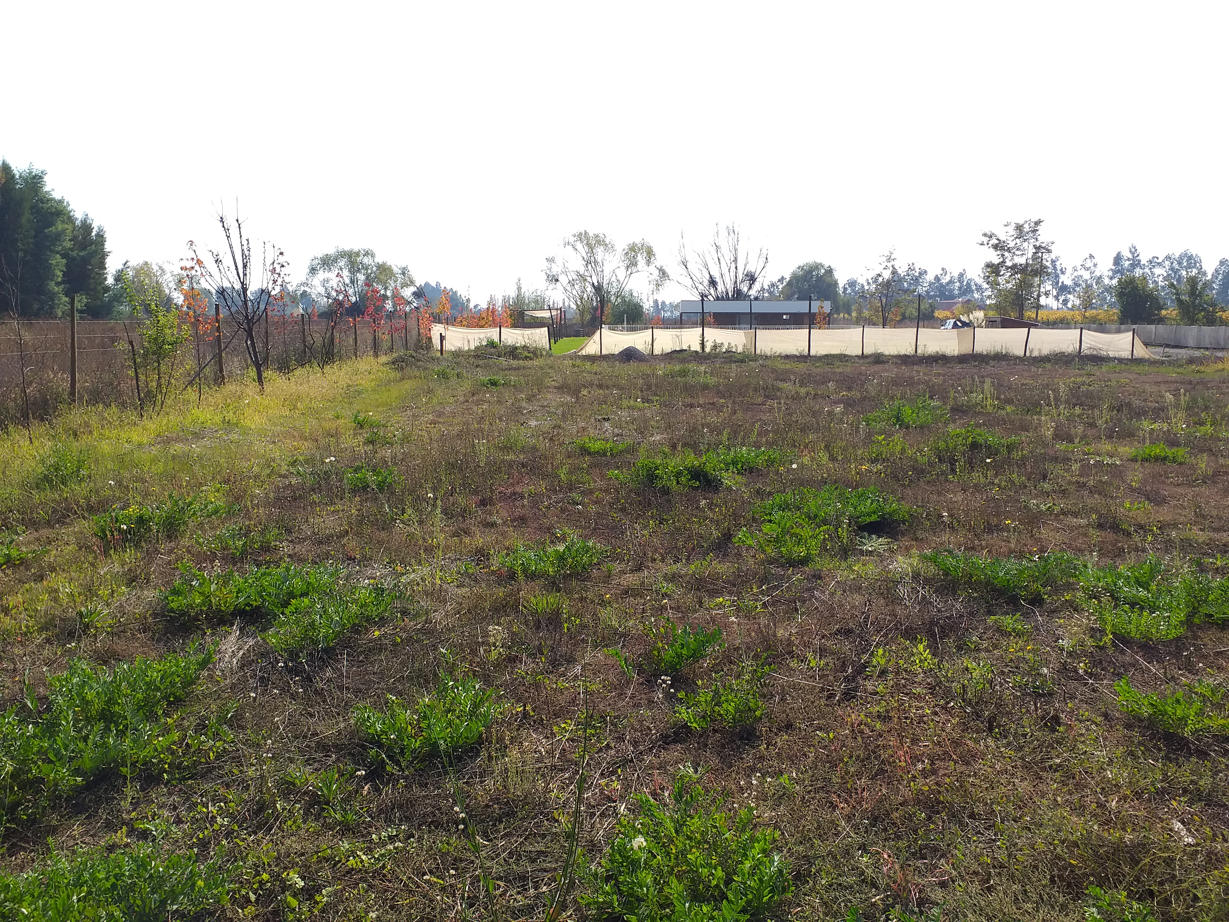 foto Terreno 5.000 M2. 23