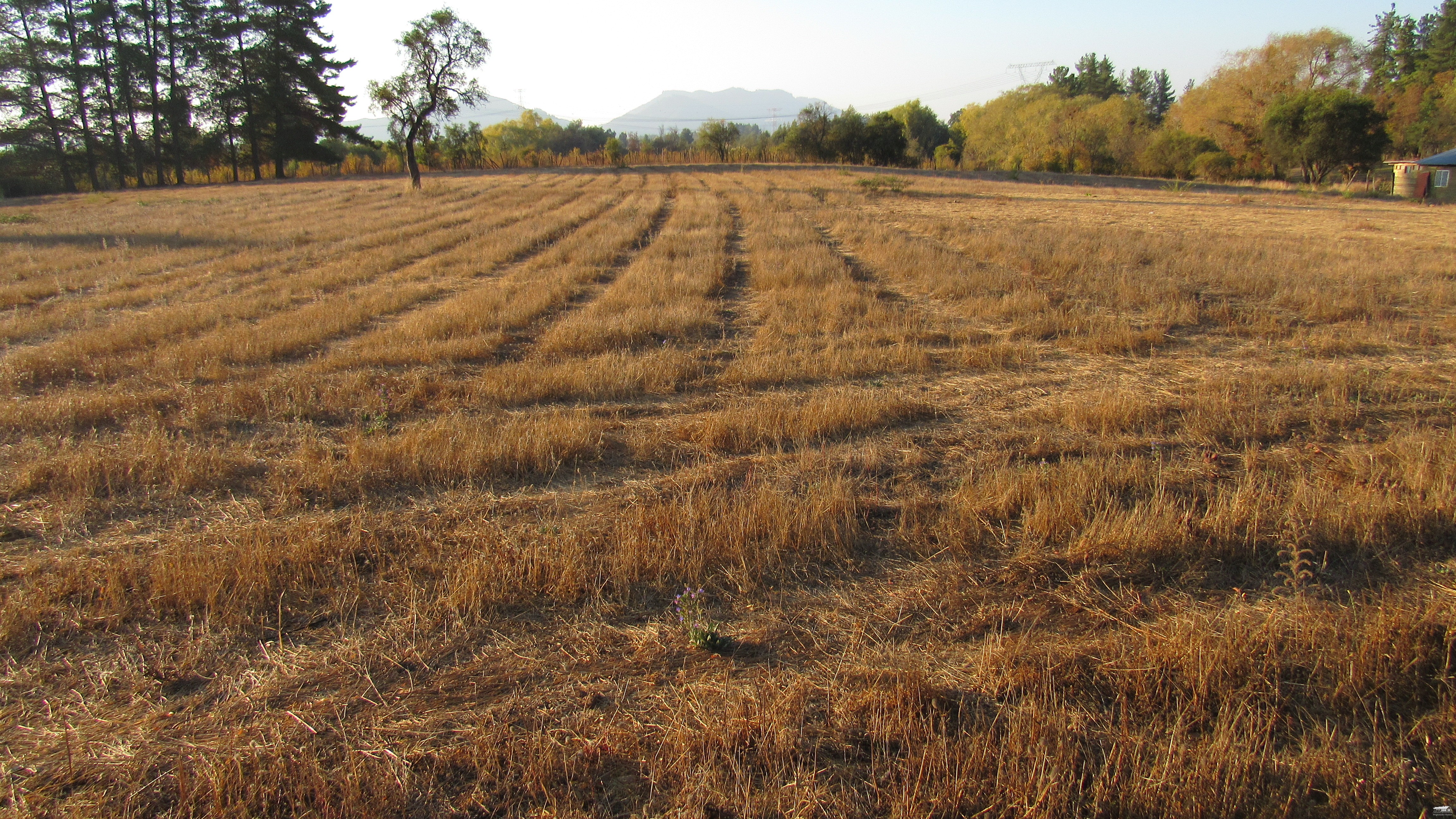 foto Terreno 5.000 M2. 9