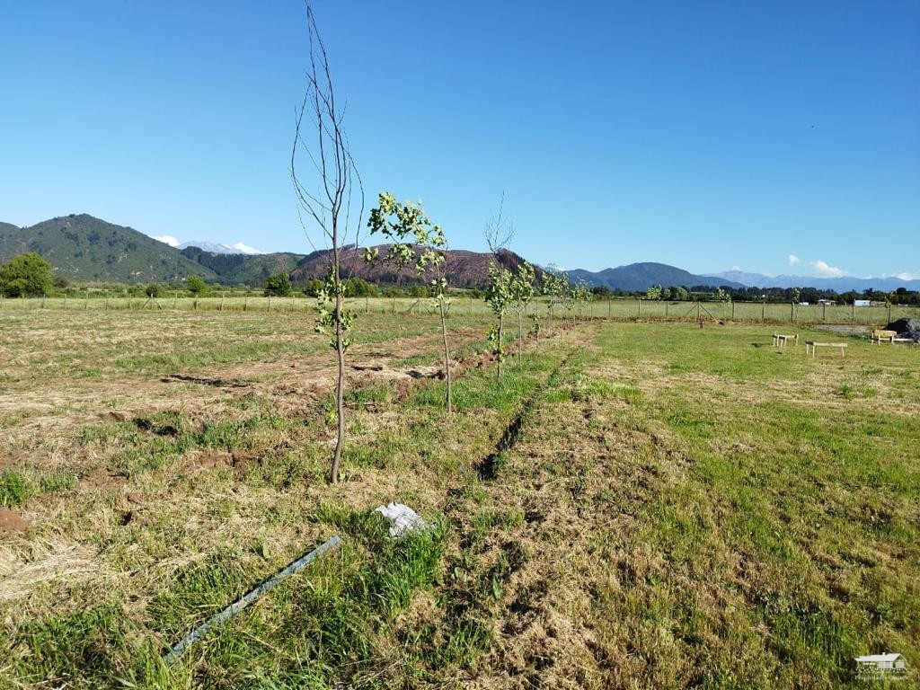 foto Parcela 1.130 hectárea 10