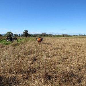 Parcela 22.4 héctareas